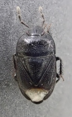 Melanaethus crenatus