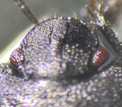 Melanaethus crenatus