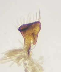 Melanaethus crenatus