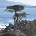 Monterey Cypress - Photo (c) jriebe2016, some rights reserved (CC BY-NC)