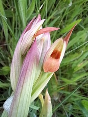 Serapias parviflora