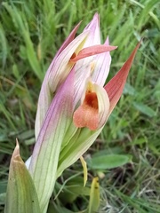 Serapias parviflora