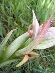 Serapias parviflora
