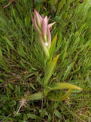 Serapias parviflora