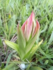Serapias parviflora
