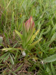 Serapias parviflora