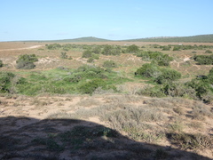 Mesembryanthemum aitonis