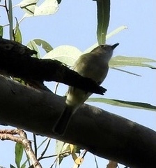 Microeca flavigaster