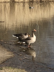 Anser anser