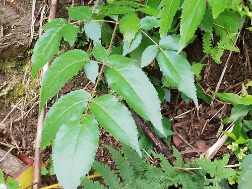 Image of Aralia Armata (Aralia armata) by no rights reserved