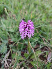 Neotinea conica