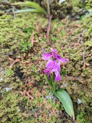 Orchis olbiensis