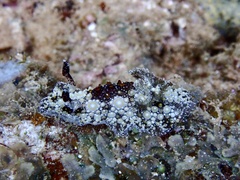 Carminodoris estrelyado