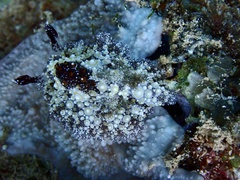 Carminodoris estrelyado