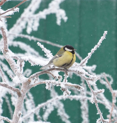 Parus major