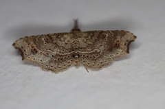 Philogethes metableta