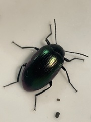 Chalcopteroides cyanopterus