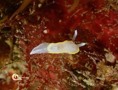 Diaphorodoris alba