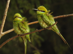 Merops viridissimus