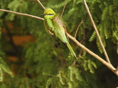Merops viridissimus
