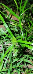 Cyperus cyperoides