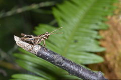 Traulia ornata