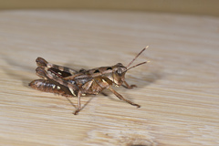 Traulia ornata