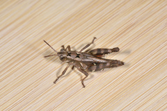 Traulia ornata