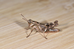 Traulia ornata