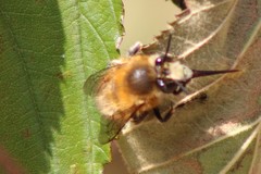 Anthophora plumipes