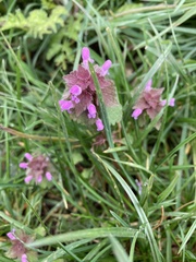 Lamium purpureum