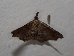 Philogethes metableta