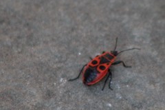 Pyrrhocoris apterus