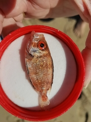 Priacanthus hamrur