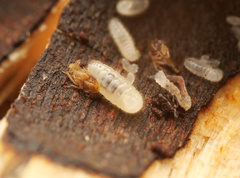 Lasius platythorax