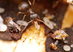 Lasius platythorax