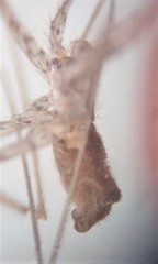 Holocnemus hispanicus