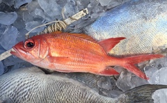 Holocentrus adscensionis