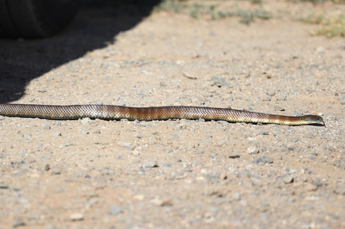 Tiger Snake sighting