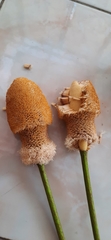 Parkia speciosa