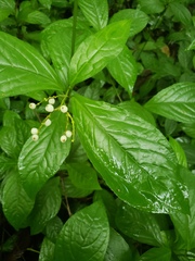 Chloranthus elatior