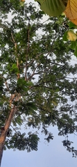 Parkia speciosa