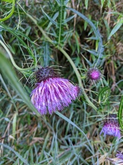 Cirsium tatakaense