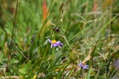 Bombus bifarius