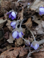 Hepatica nobilis