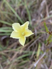 Xenostegia tridentata
