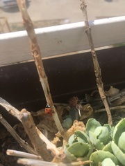 Coccinella septempunctata