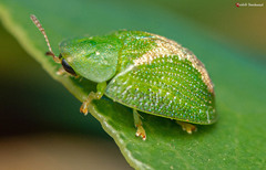 Cassida dorsovittata