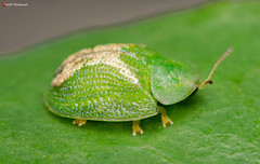 Cassida dorsovittata