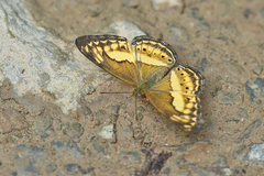 Algia fasciata